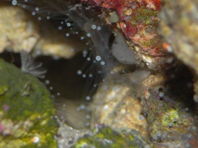 Silver Prince 8-1-2010 093 (Small).jpg