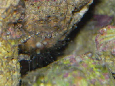 Silver Prince 8-1-2010 098 (Small).jpg