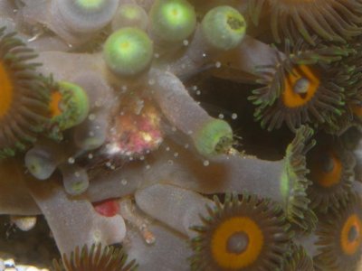 Silver Prince 8-1-2010 101 (Small).jpg