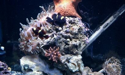 My fish tank.jpg