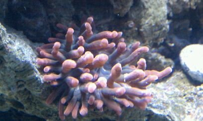 MY rose bubble tip.jpg