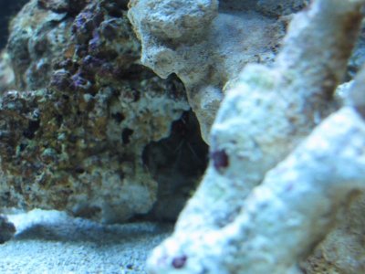 Hiding Shrimp 7-13-10.jpg