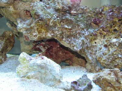 Red coralline 7-13-10.jpg