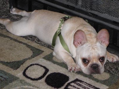 Sad puppy 7-13-10.jpg