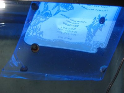 Nerites Acclimation.jpg