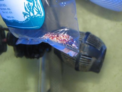 Tiger Pistol Shrimp acclimation.jpg