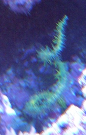 BRS 543.jpg