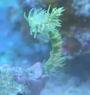 BRS 537.jpg
