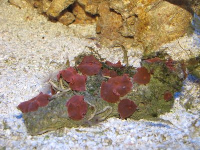 red mushrooms & many feather dusters.jpg