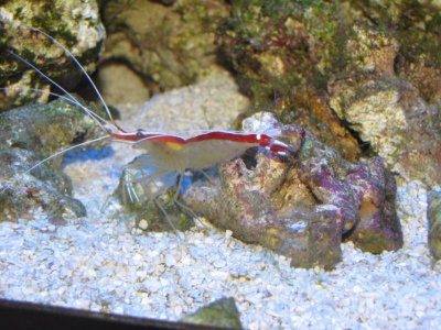 Cleaner Shrimp with eggs.jpg