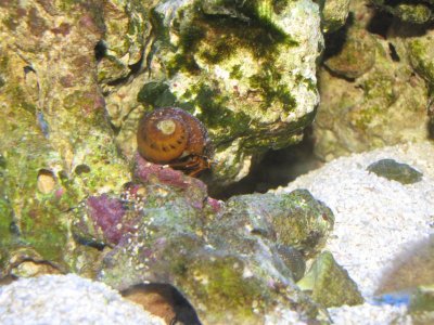 mr. zebra hermit.jpg