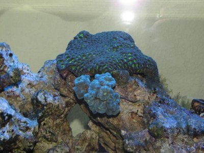 Favia and Candy Cane.jpg