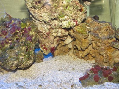 Fire shrimp cave.jpg