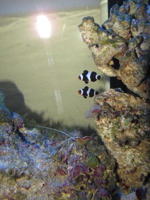 baby clowns with cleaner.jpg