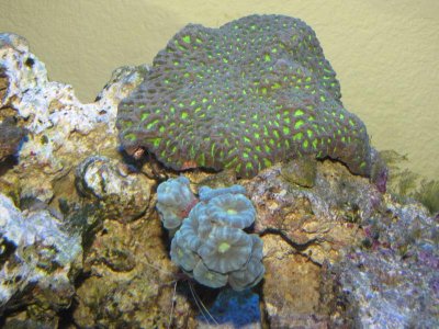 amazing favia brain.jpg