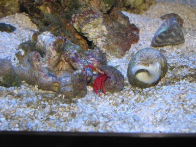 hungry red hermit.jpg