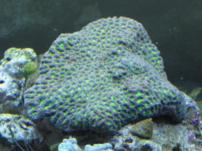 Favia (no flash-full lights).jpg