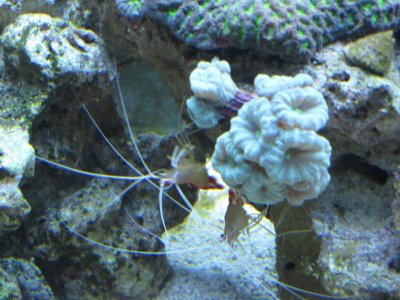 Hiding under the candy cane.jpg