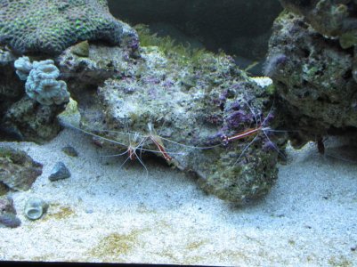 Shrimp family photo.jpg