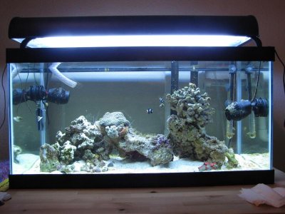 Tank view 8-2-10.jpg