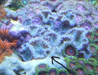 white zoa 006.JPG