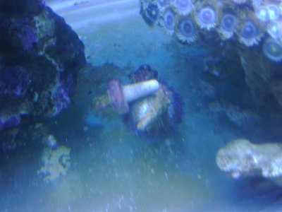 IMG00070-20100815-1525.jpg