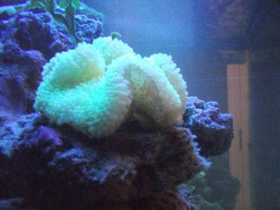 Florda Sea BAse 190.jpg