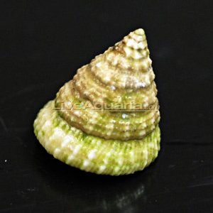 TurbanSnail.jpg