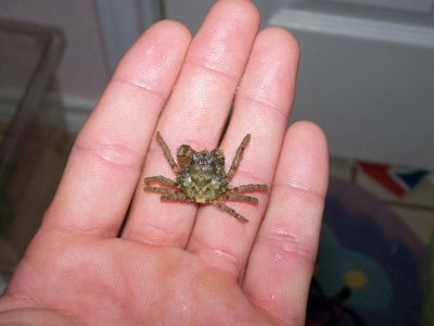 TBS Critters (5).jpg