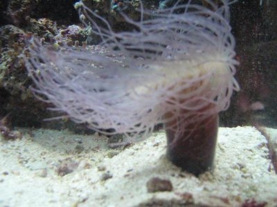 plate and anemone 001.jpg