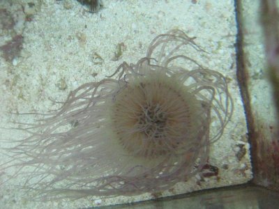 plate and anemone 004.jpg