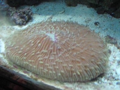 plate and anemone 002.jpg