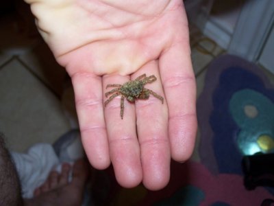 TBS Critters (4).JPG