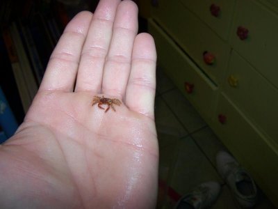 TBS Critters (13).jpg