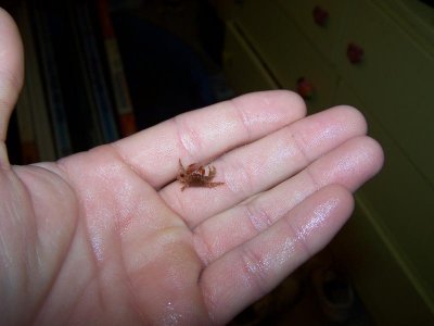 TBS Critters (11).jpg