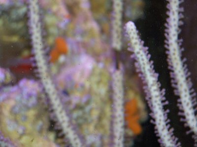 Aquarium Pictures 033.jpg
