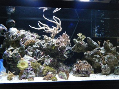 corals 016.jpg