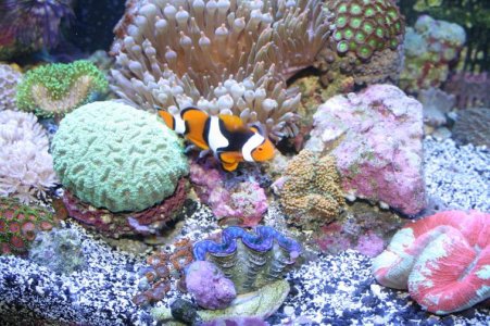 My Saltwater Reef Tank 014.jpg