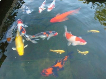 koi%20710.jpg