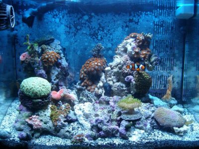 My Saltwater Reef Tank 001.jpg