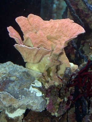 Montipora_0113sm.jpg