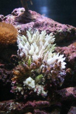 Marine Tank 013.jpg Marine Tank 013.jpg