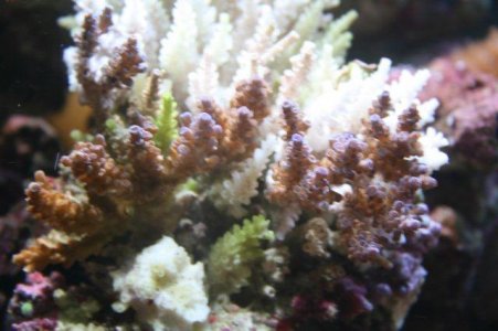 Marine Tank 014.jpg Marine Tank 014.jpg