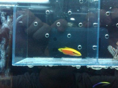 Hawaiian sunrise hogfish.jpg