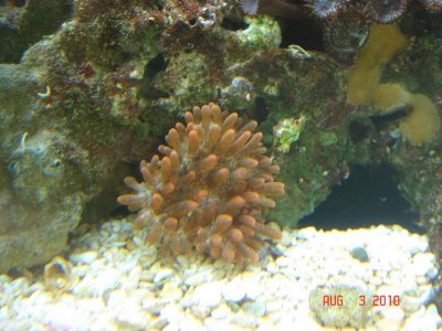 red metallic BTA.jpg