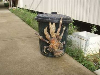 coconut-crab.jpg