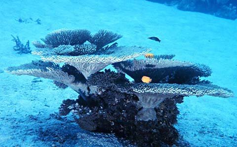 tabling acropora.jpg