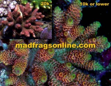 rainbow%20millepora%20new.jpg