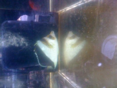 goldcrown butterflyfish.jpg