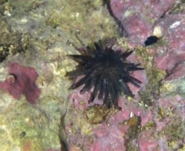 urchin.JPG